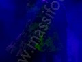C_0318